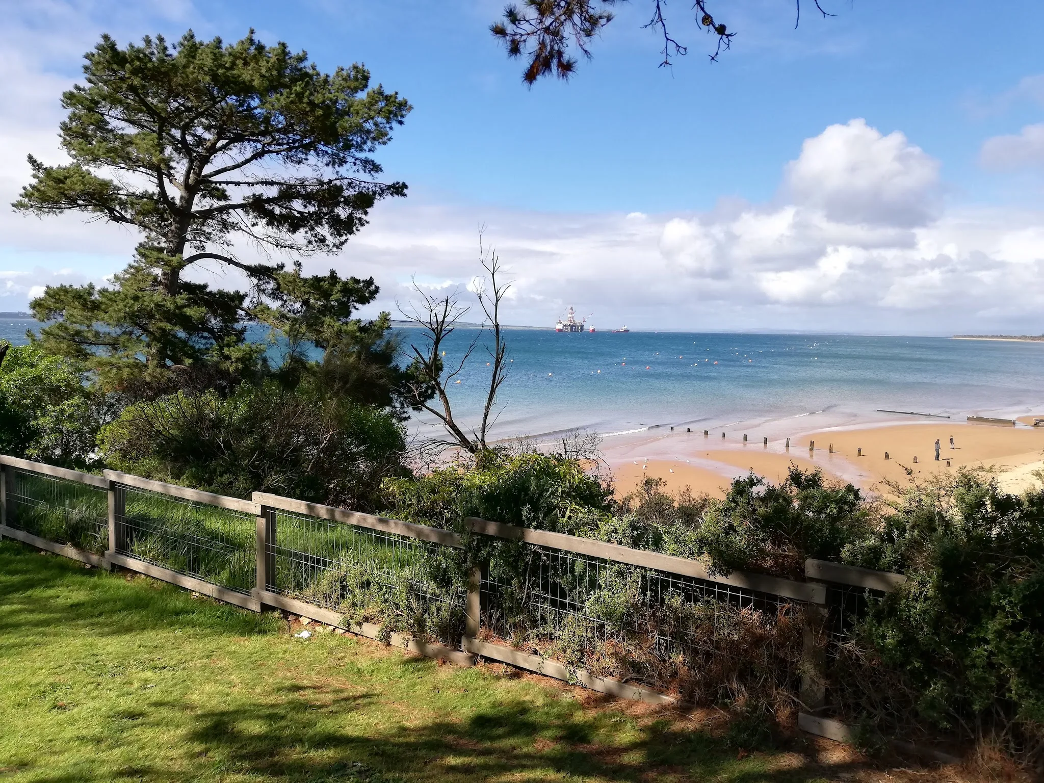 Phillip Island coastline with blue ocean, sandy beach and pine trees on a sunny day